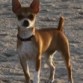 Mi bicho playero